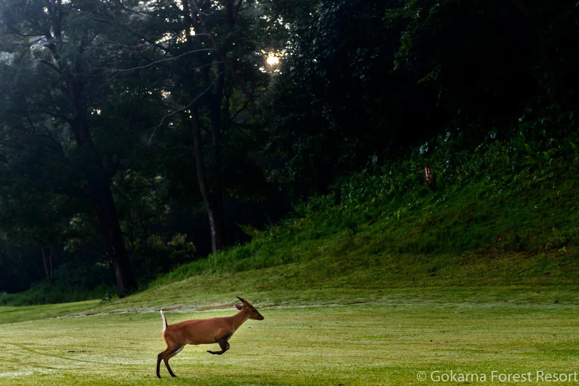 Gokarna Forest Resort Катманду Экстерьер фото